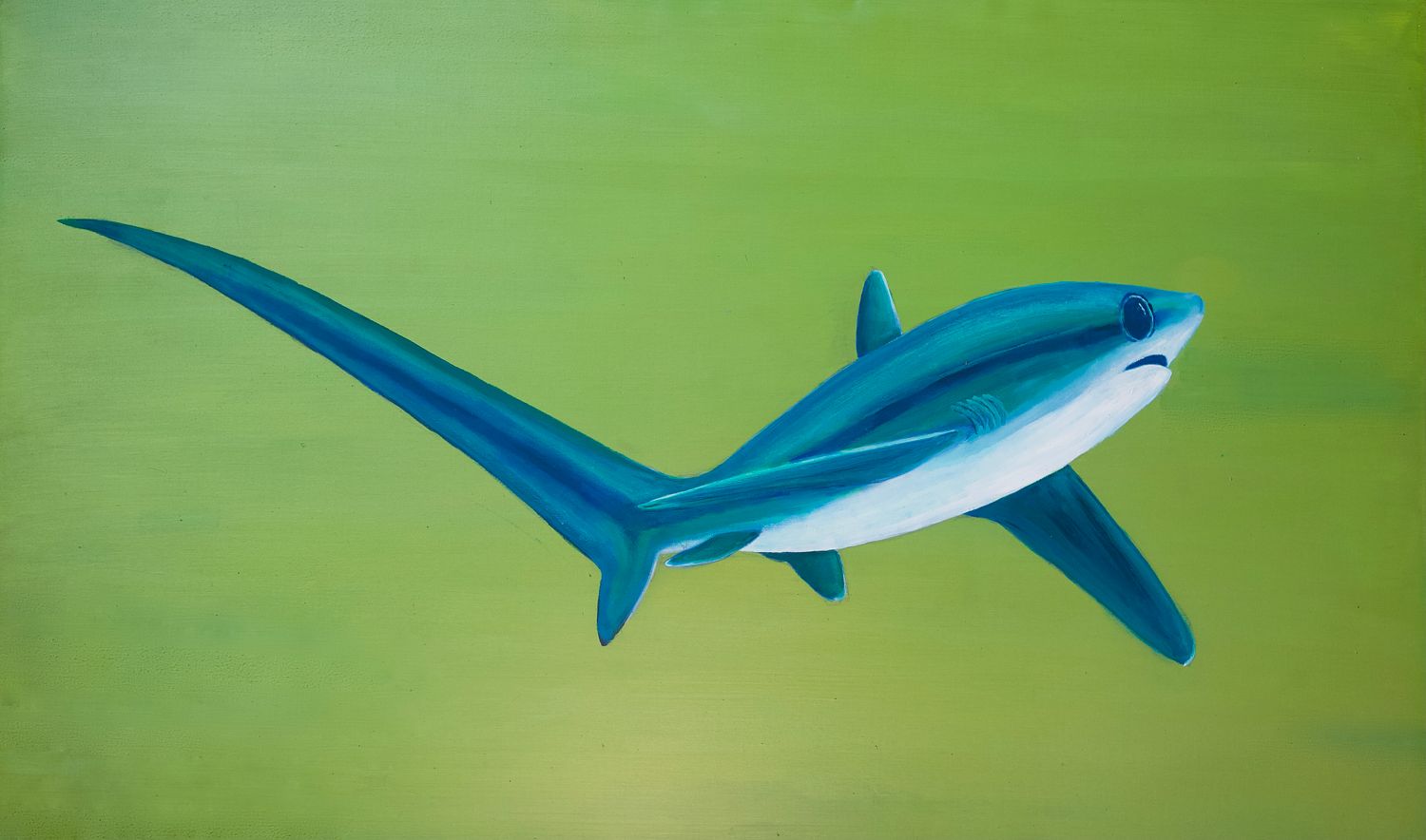 Thresher Shark Turning