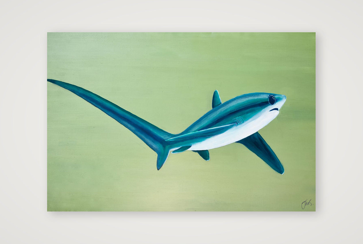 Thresher Shark Turning — 60×40cm, 24×16" Print only