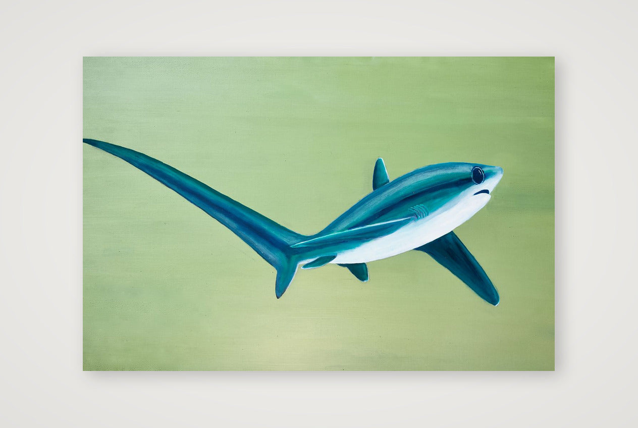 Thresher Shark Turning — 45×30cm, 18×12" Print only