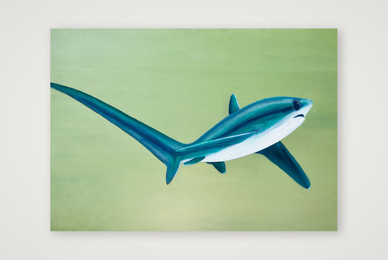Thresher Shark Turning — A4 (30×21cm, 12×8") Print only