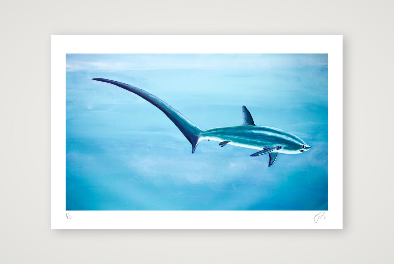 Thresher Shark Blue — 60×40cm, 24×16" Print only