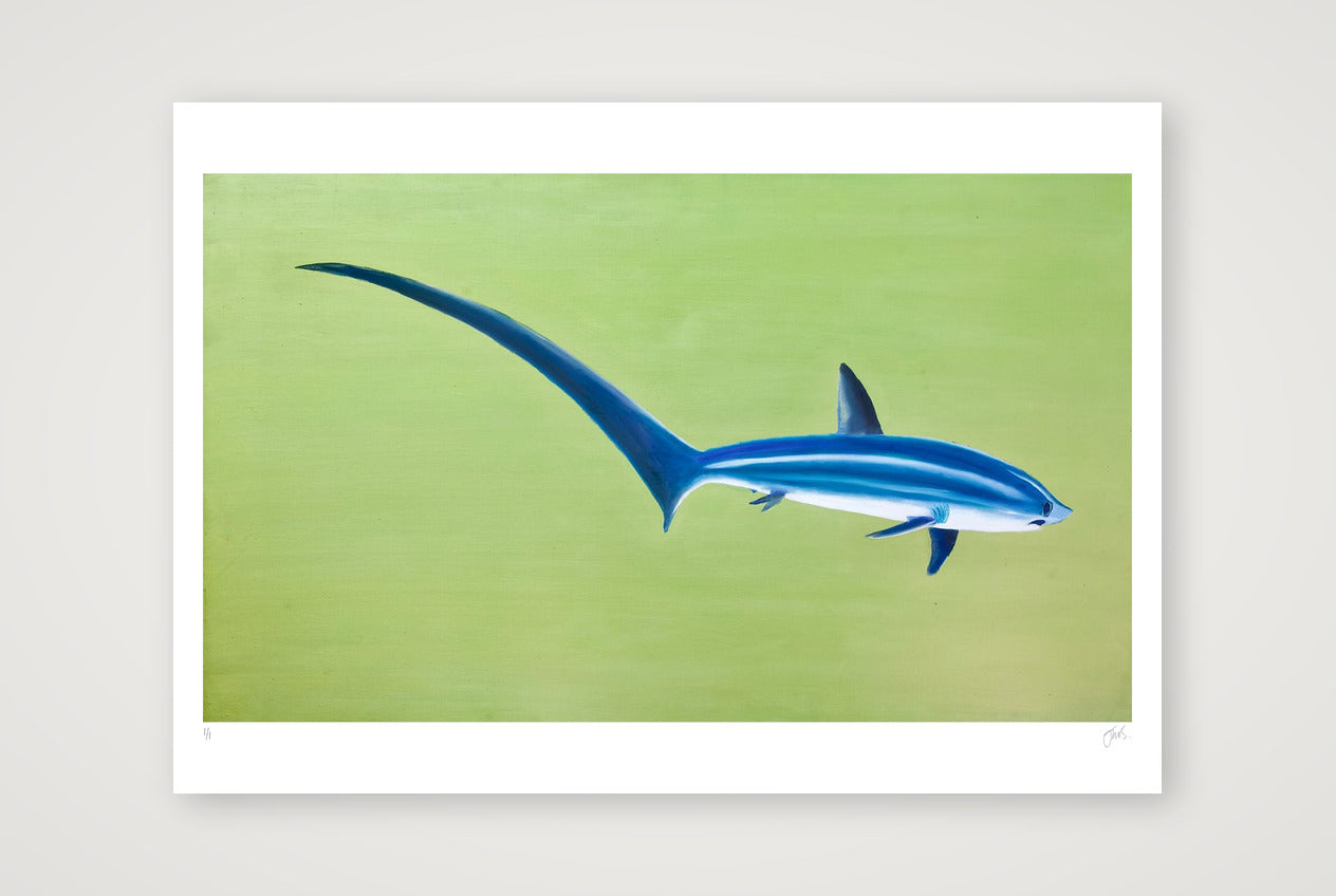 Thresher Shark — 100×70cm, 39×28" Print only