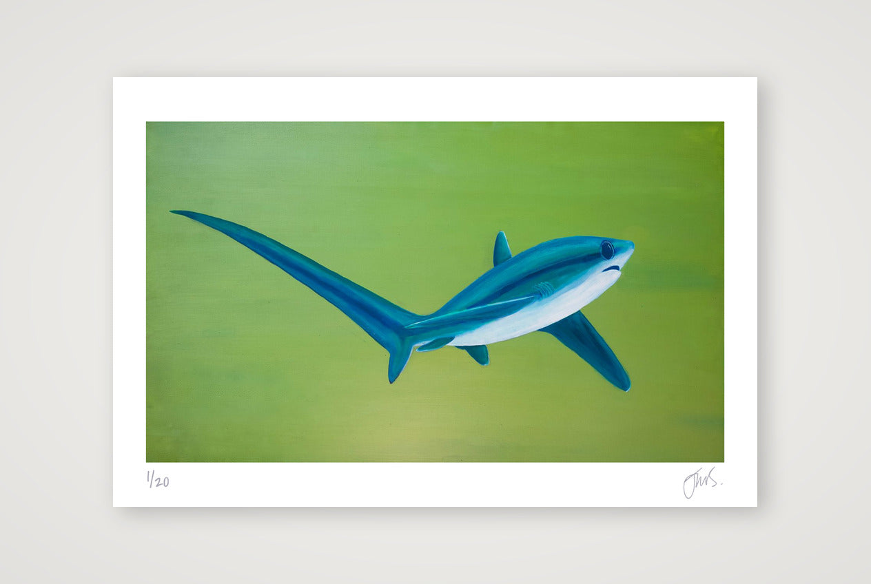 Thresher Shark Turning — 45×30cm, 18×12" Print only