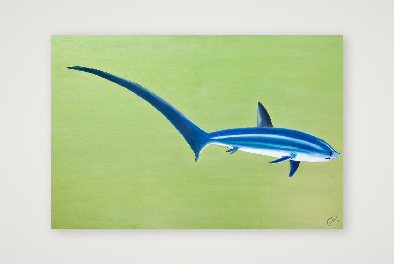 Thresher Shark — 60×40cm, 24×16" Print only