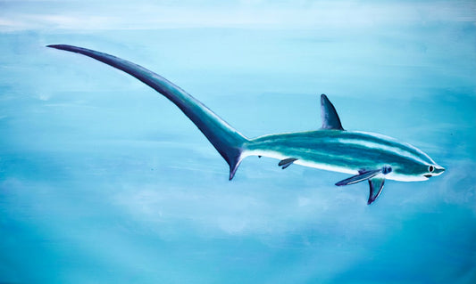 Thresher Shark Blue