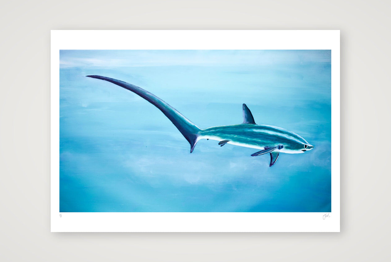 Thresher Shark Blue — 100×70cm, 39×28" Print only