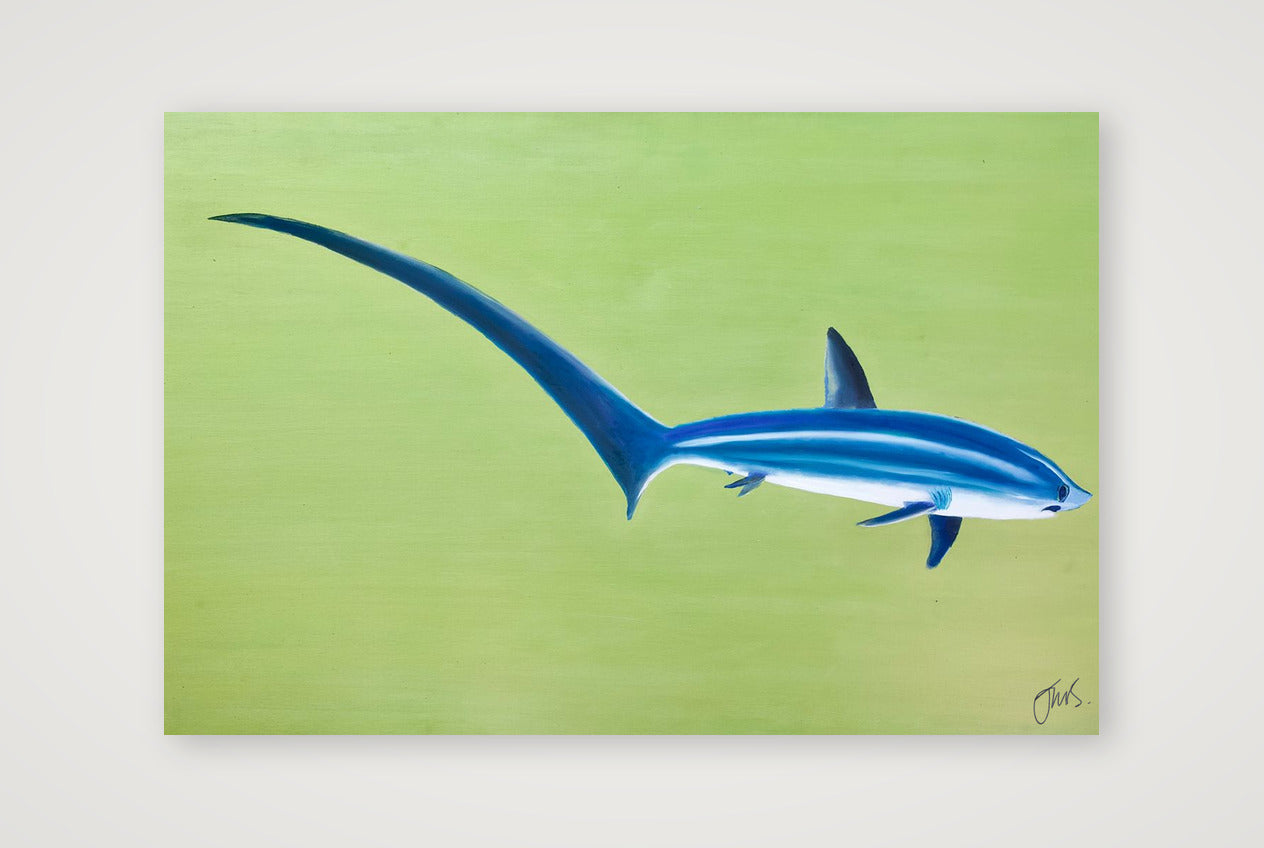 Thresher Shark — 45×30cm, 18×12" Print only
