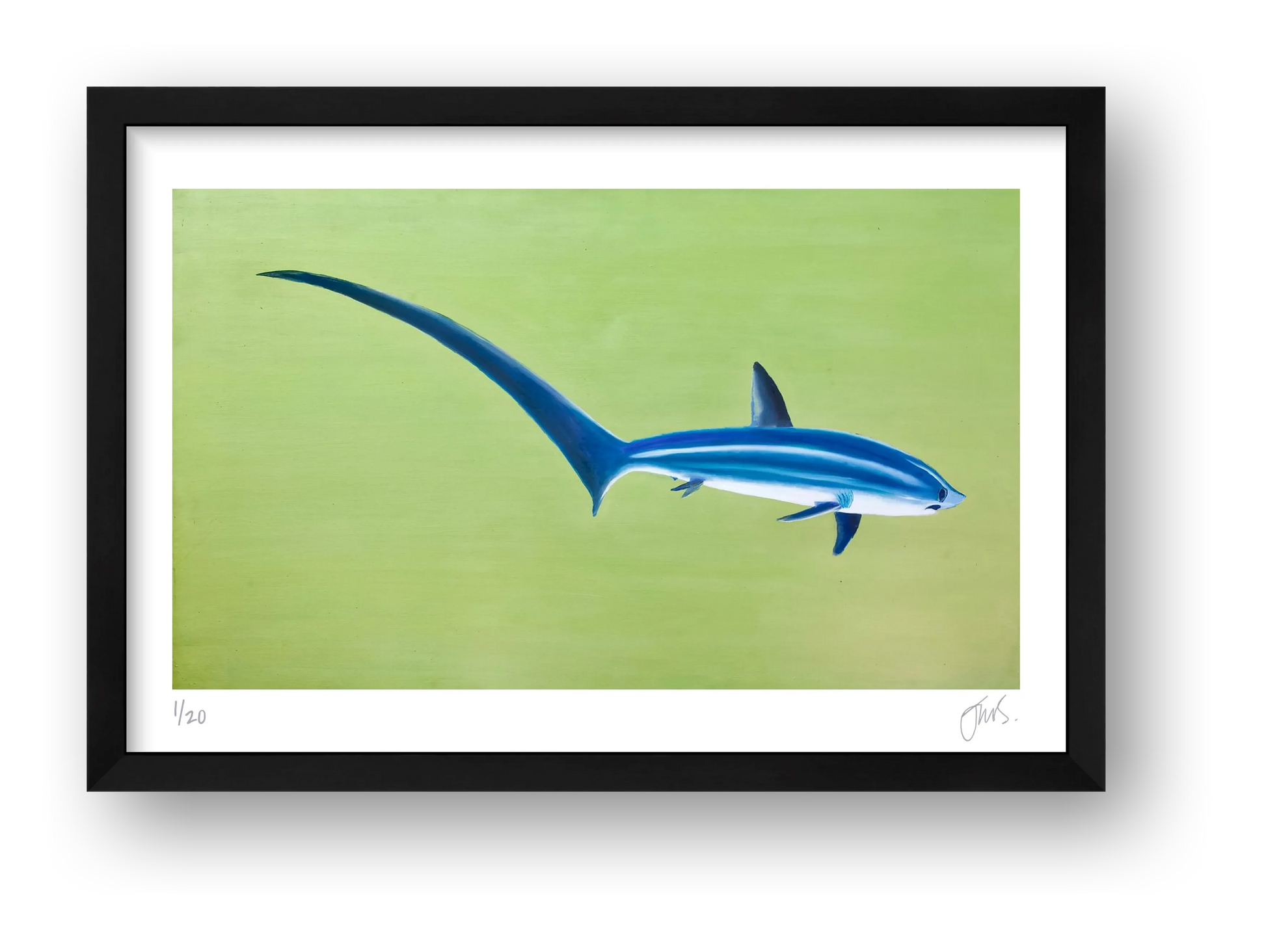 Thresher Shark — framed