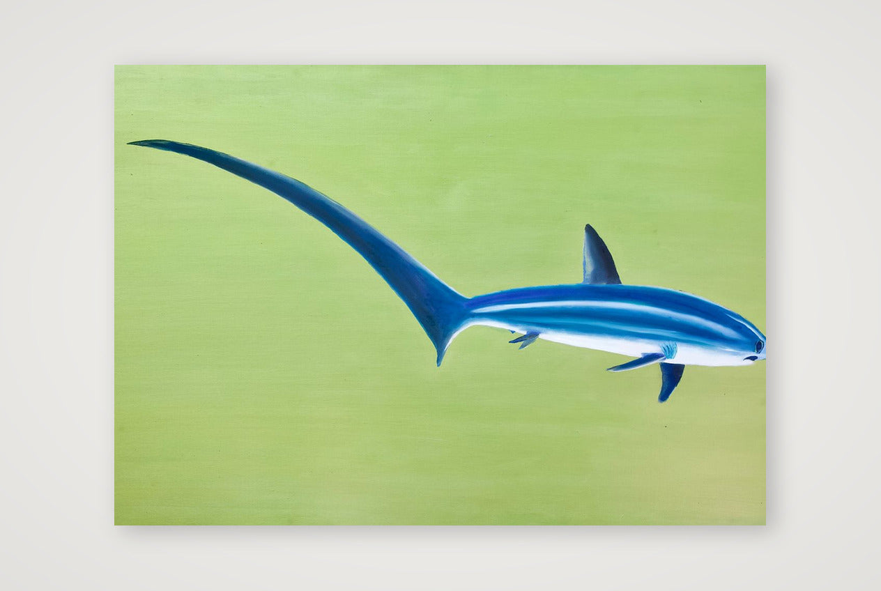 Thresher Shark — A4 (30×21cm, 12×8") Print only