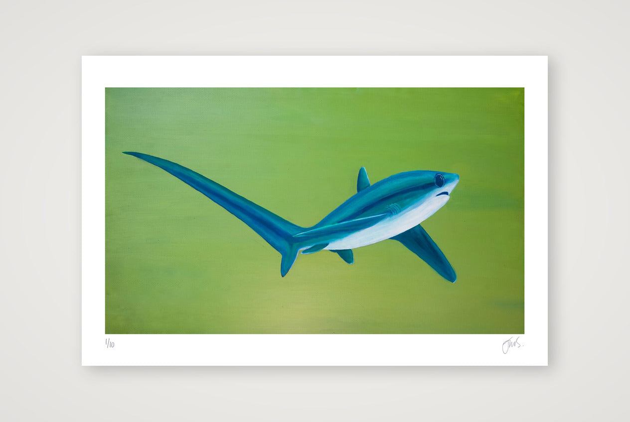 Thresher Shark Turning — 60×40cm, 24×16" Print only