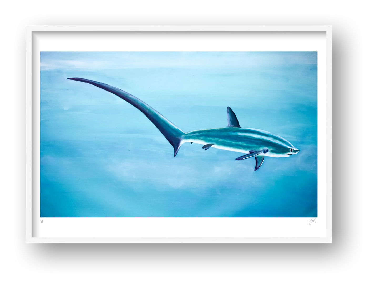 Thresher Shark Blue — framed