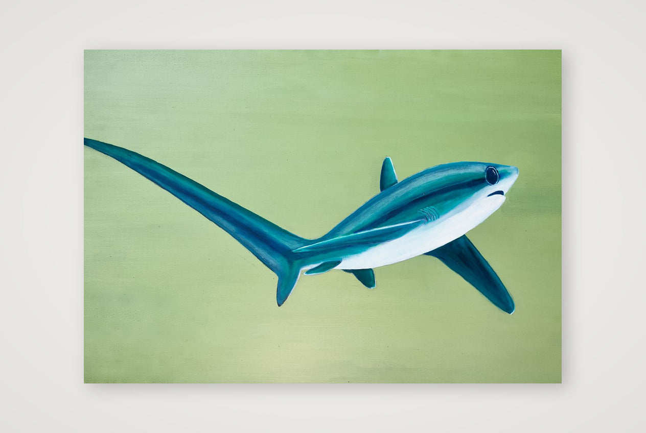 Thresher Shark Turning — 100×70cm, 39×28" Print only