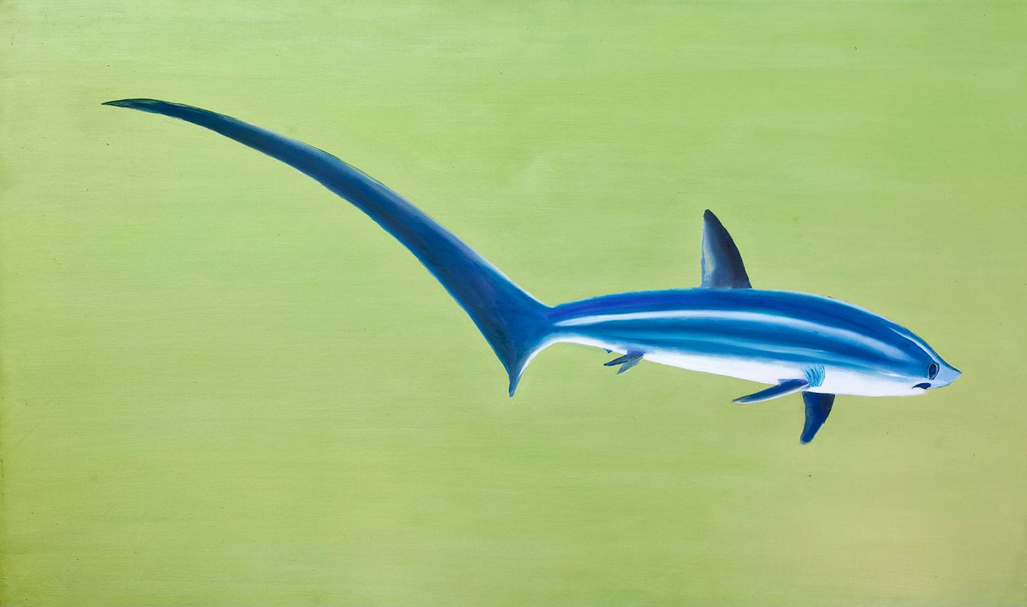 Thresher Shark