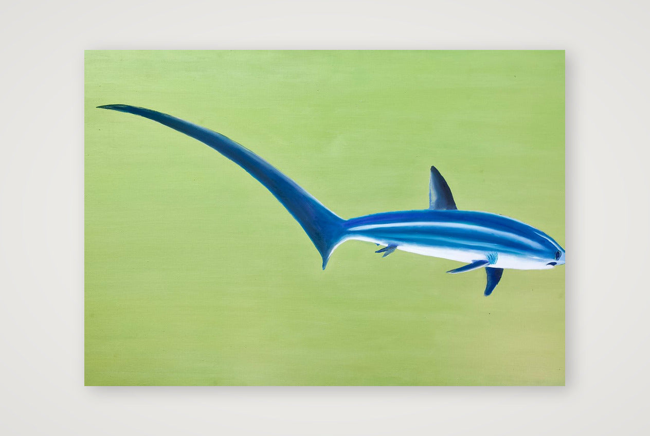 Thresher Shark — 100×70cm, 39×28" Print only