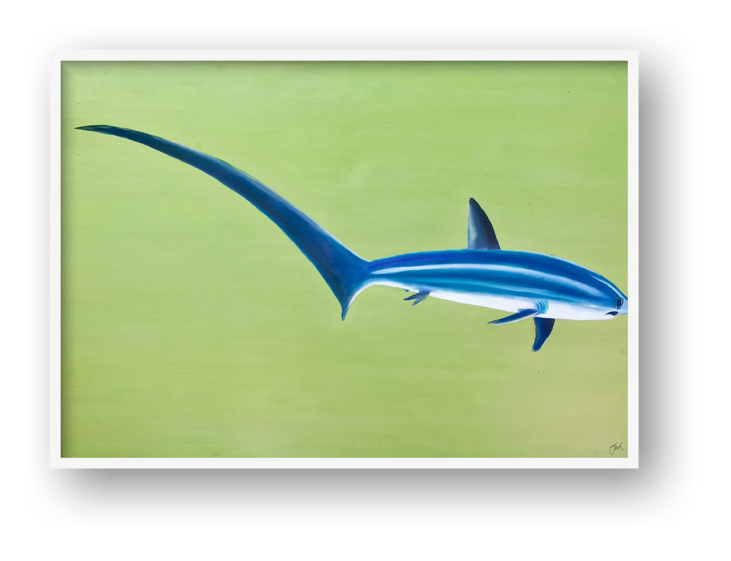 Thresher Shark — framed