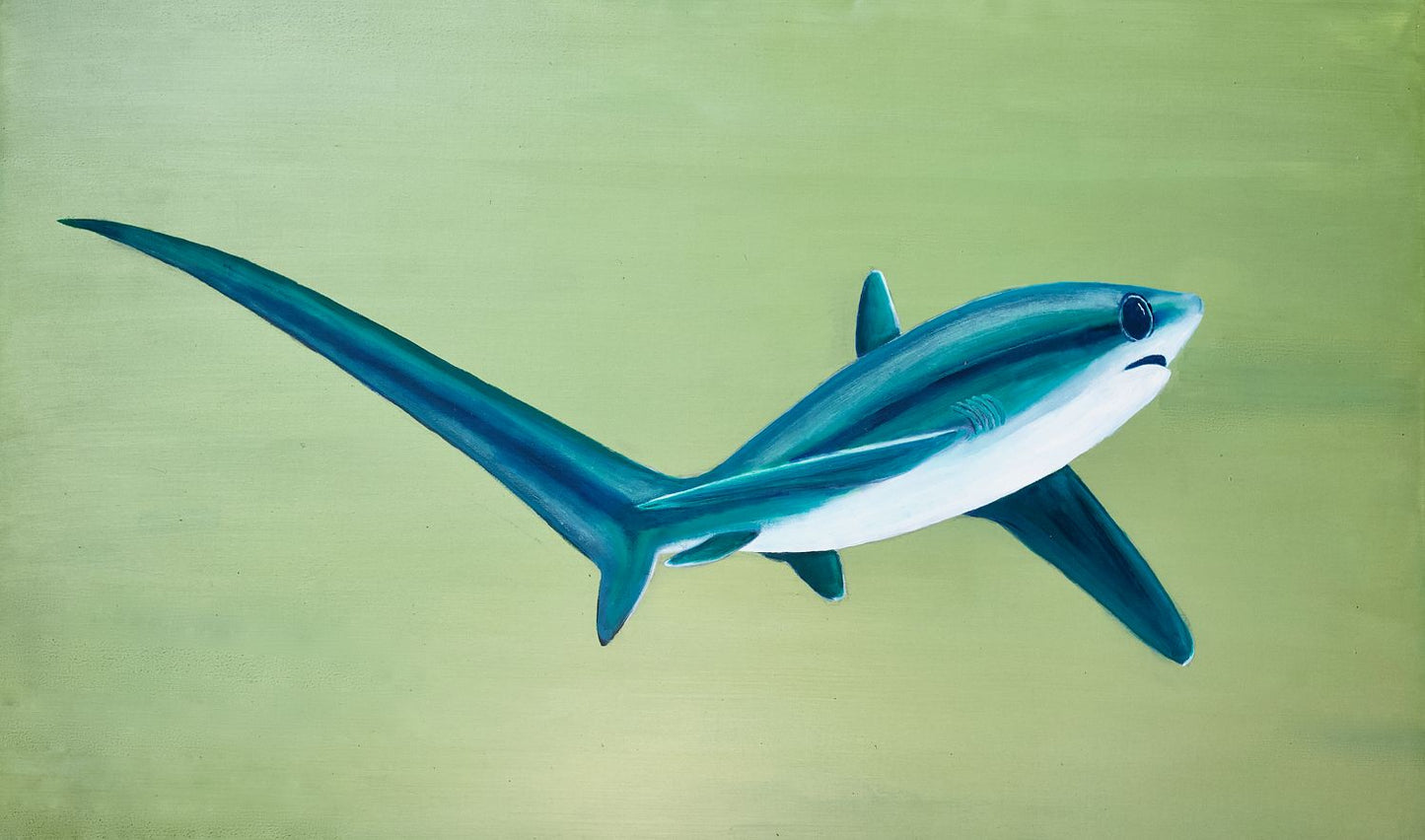 Thresher Shark Turning