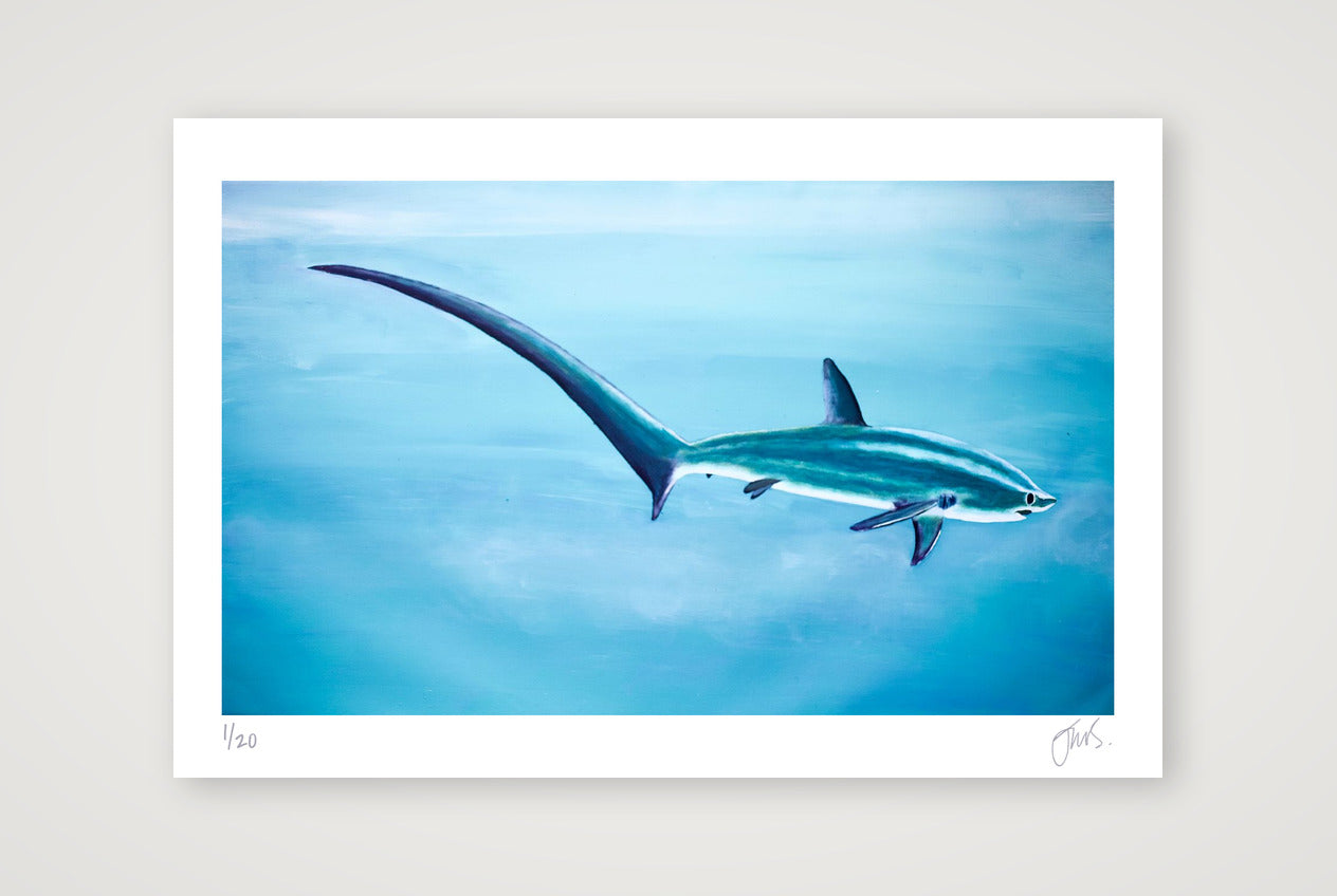 Thresher Shark Blue — 45×30cm, 18×12" Print only