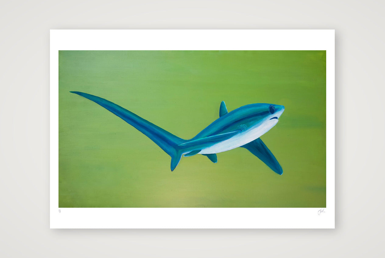 Thresher Shark Turning — 100×70cm, 39×28" Print only
