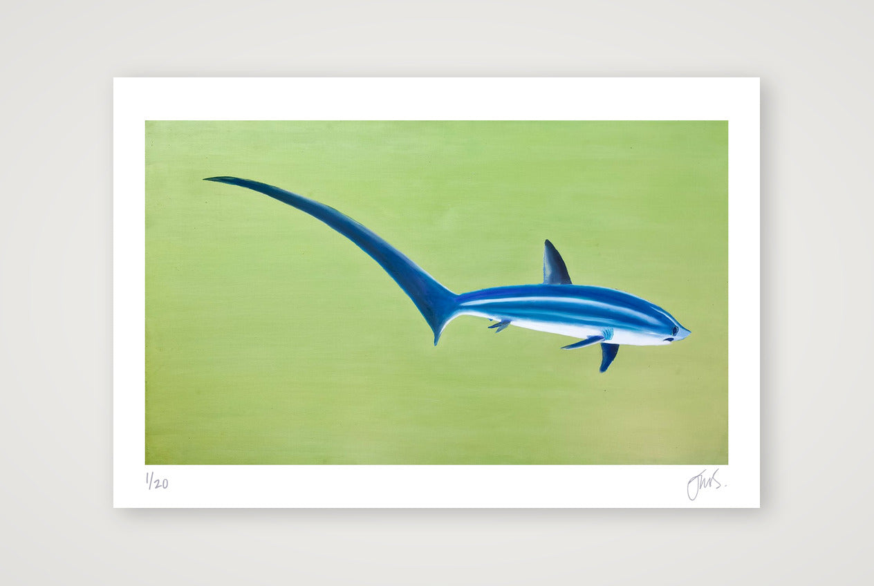 Thresher Shark — 45×30cm, 18×12" Print only